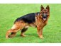 Alman kurt köpeği satılık
