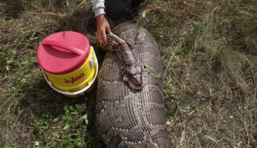  5 metre boyundaki Piton 35 kiloluk geyiği yuttu