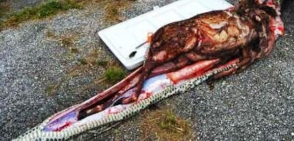  5 metre boyundaki Piton 35 kiloluk geyiği yuttu