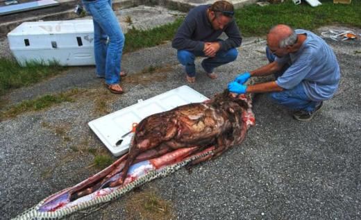  5 metre boyundaki Piton 35 kiloluk geyiği yuttu