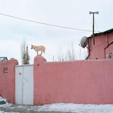  Fotoğraf: Serkan Teycan / “Memleket”