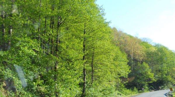 Artvin-Borçka_Hopa-Rize