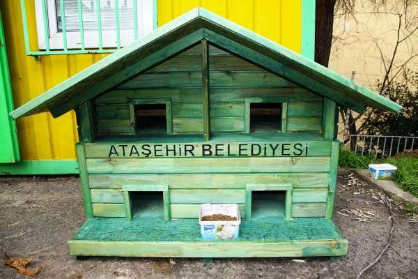 Ataşehir Belediyesi Kedi Modelleri 2016