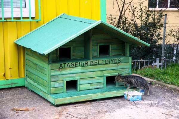 Ataşehir Belediyesi Kedi Modelleri 2016