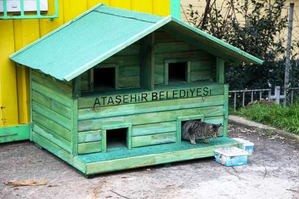Ataşehir Belediyesi Kedi Modelleri 2016