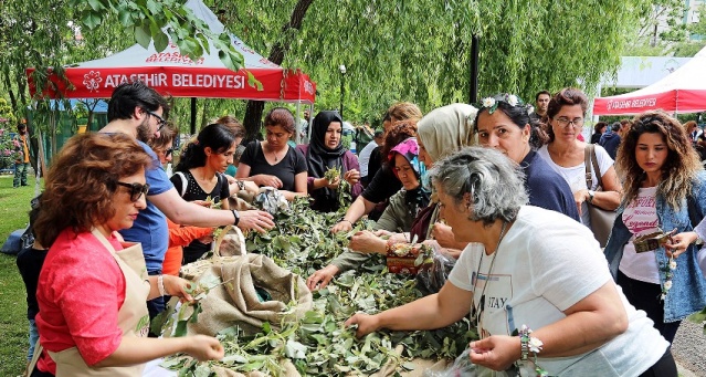 ATAŞEHİR IHLAMUR FESTİVALİ