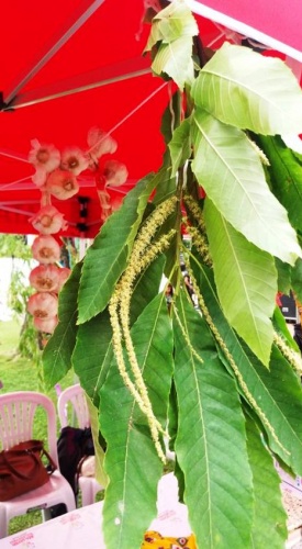 ATAŞEHİR IHLAMUR FESTİVALİ