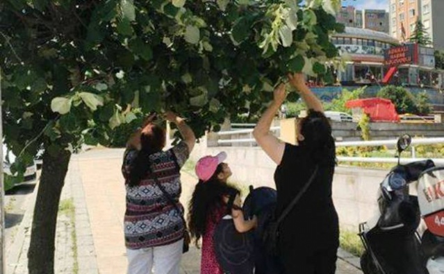 ATAŞEHİR IHLAMUR FESTİVALİ