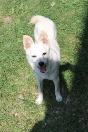 HAYVAN FOTOĞRAFLARI 2012