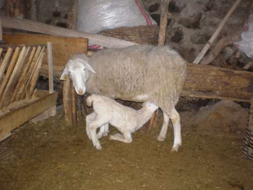 ÇÖREKÇİLER KÖYÜ 2009 