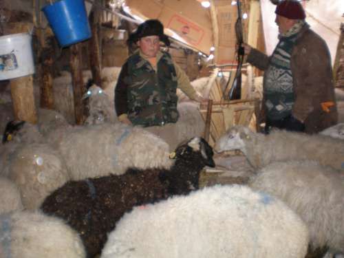 ÇÖREKÇİLER KÖYÜ 2009 