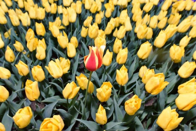 İstanbul, Emirgan, Lale Festivali 2016