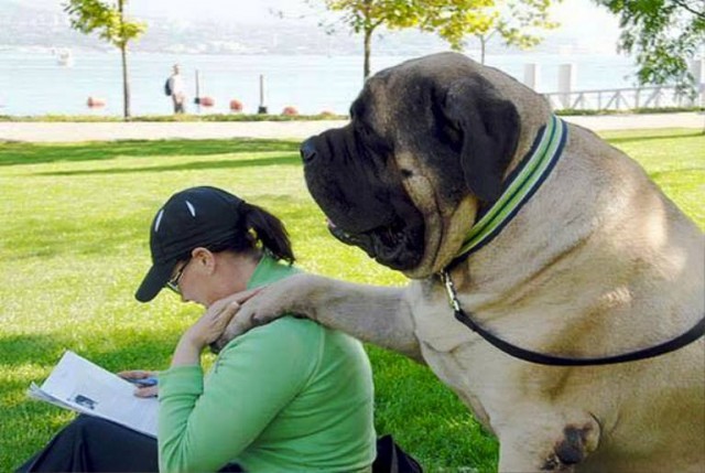 En Büyük Köpek Fotoları