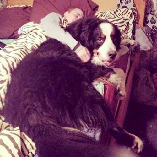 En Büyük Köpek Fotoları