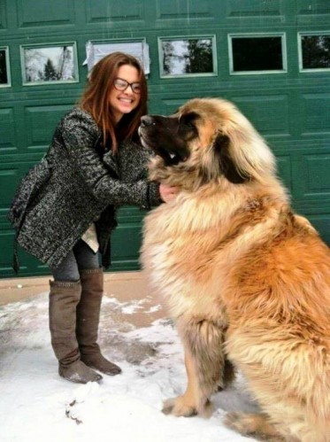 En Büyük Köpek Fotoları