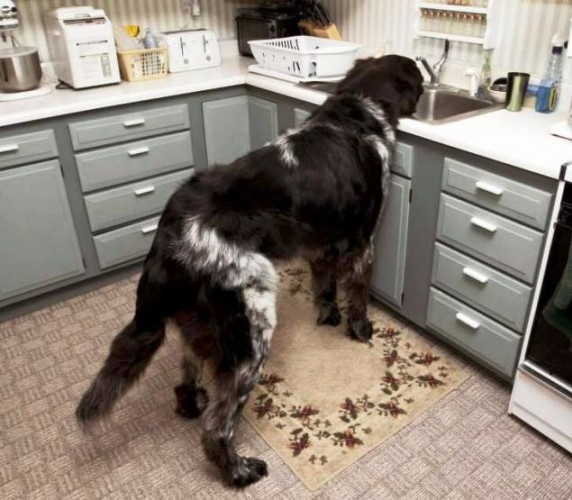 En Büyük Köpek Fotoları