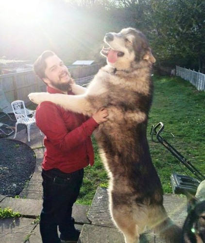 En Büyük Köpek Fotoları
