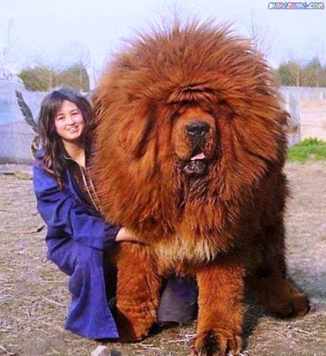 En Büyük Köpek Fotoları