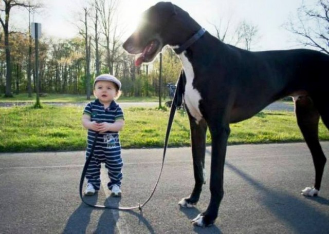 En Büyük Köpek Fotoları