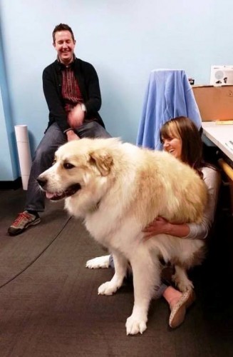 En Büyük Köpek Fotoları