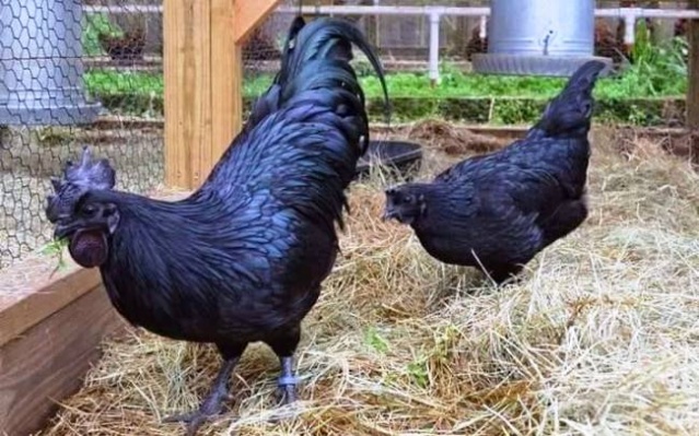 Eti, Yumurtası Siyah, Kara Tavuk, Ayam Cemani,