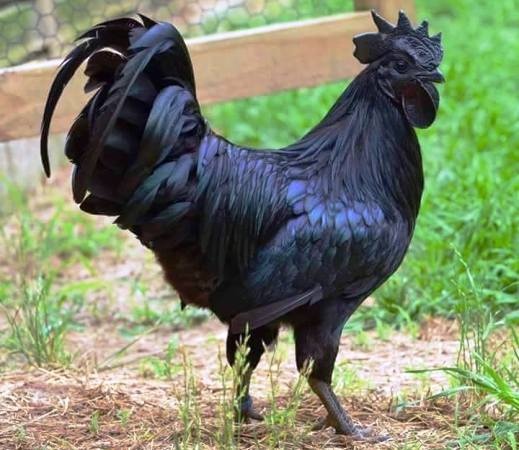 Eti, Yumurtası Siyah, Kara Tavuk, Ayam Cemani,