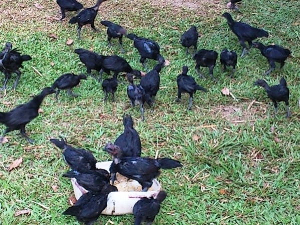 Eti, Yumurtası Siyah, Kara Tavuk, Ayam Cemani,