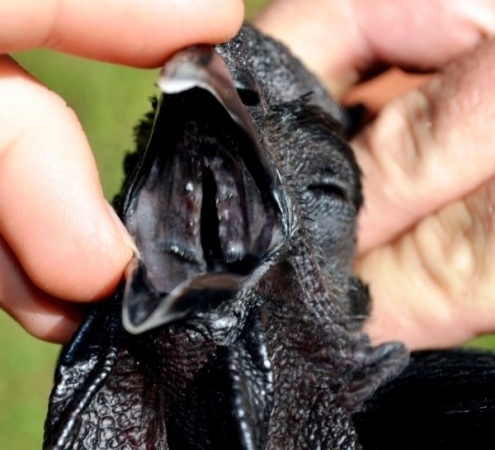 Eti, Yumurtası Siyah, Kara Tavuk, Ayam Cemani,