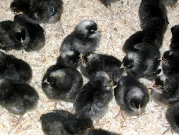 Eti, Yumurtası Siyah, Kara Tavuk, Ayam Cemani,