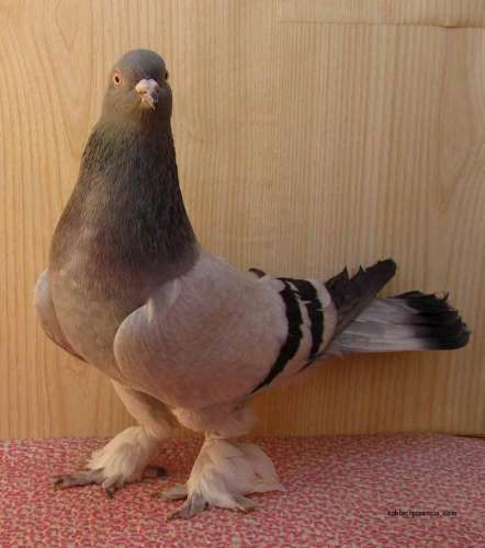 GÜVERCİN FOTOLARI, RESİMLERİ