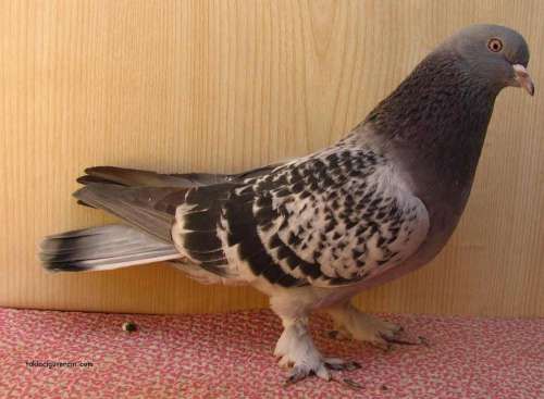 GÜVERCİN FOTOLARI, RESİMLERİ