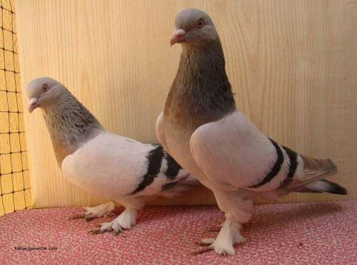 GÜVERCİN FOTOLARI, RESİMLERİ