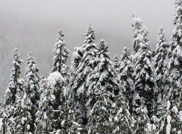 Ilgaz Kış Manzaraları 2015