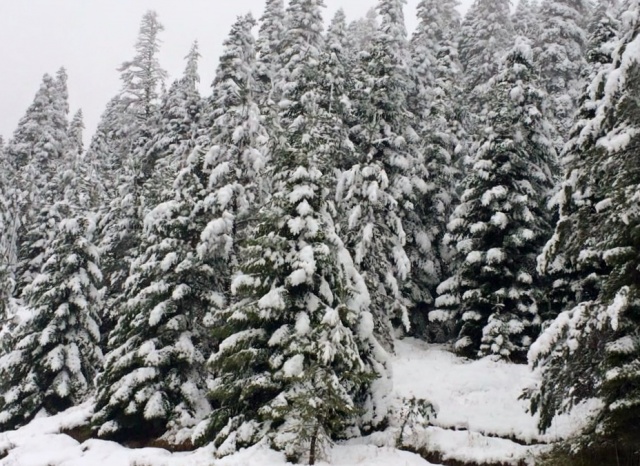 Ilgaz Kış Manzaraları 2015