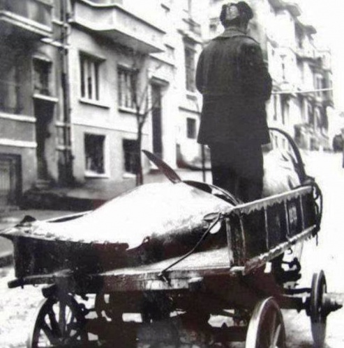Bir Zamanlar Marmara, İstanbul Balık Manzara Fotoğrafları