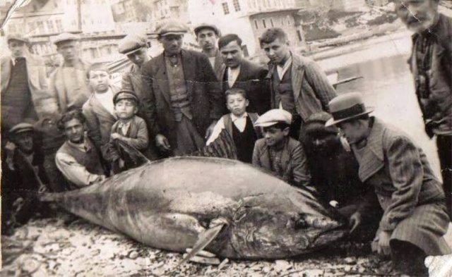 Bir Zamanlar Marmara, İstanbul Balık Manzara Fotoğrafları