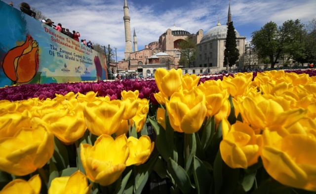 İstanbul Lale Festivali, Canlı Lale Halı Resimleri 2017