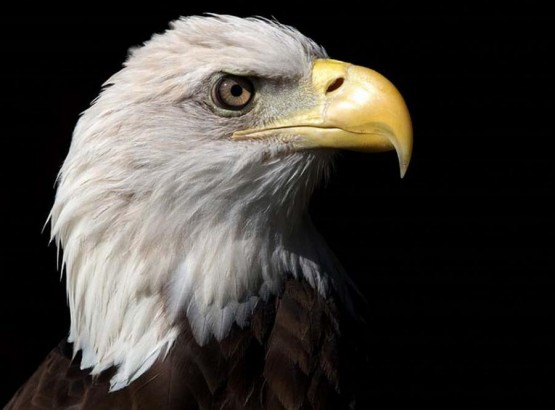 KARTAL RESİMLERİ