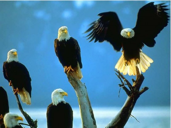 KARTAL RESİMLERİ