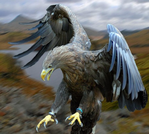 KARTAL RESİMLERİ