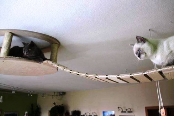 Kedi Evleri