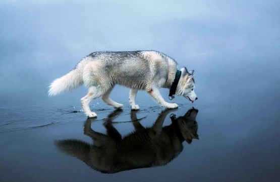 Kurt Köpeği, Göl Manzarası