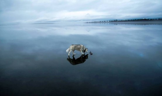 Kurt Köpeği, Göl Manzarası