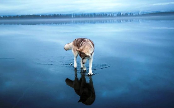 Kurt Köpeği, Göl Manzarası