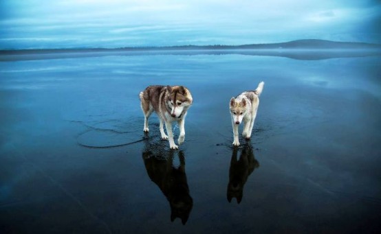 Kurt Köpeği, Göl Manzarası