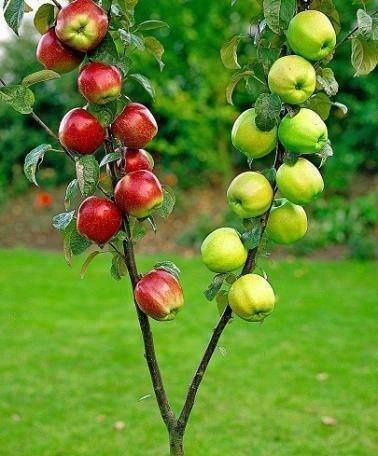 Meyve Sebze ve Doğa fotoğrafları