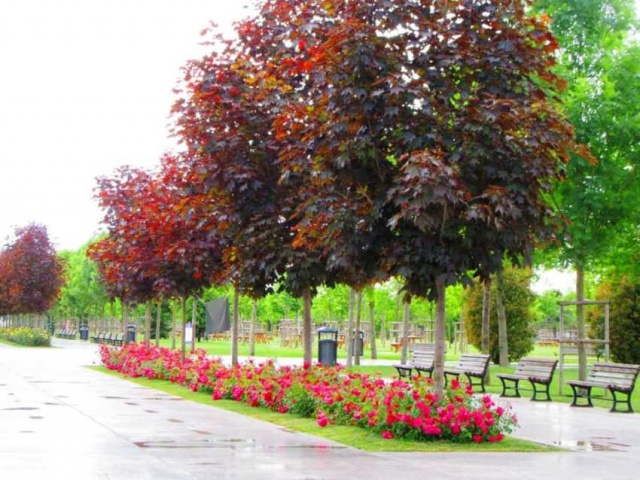 Park, Bahçe Peyzaj Resimleri 2019