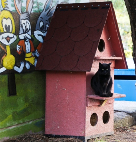 Renkli Kedi, Köpek Kulübeleri