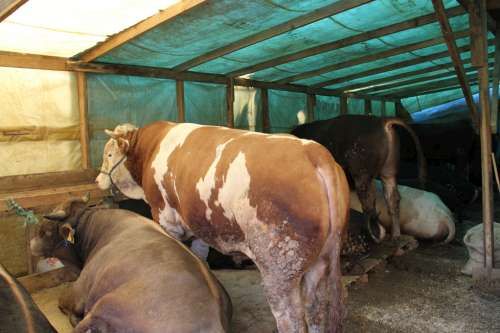 SULTANBEYLİ KURBAN KESİM MERKEZİ