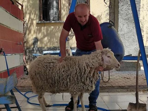 AYYILDIZ Konya kurbanlık, konya kurbanlık koyun,